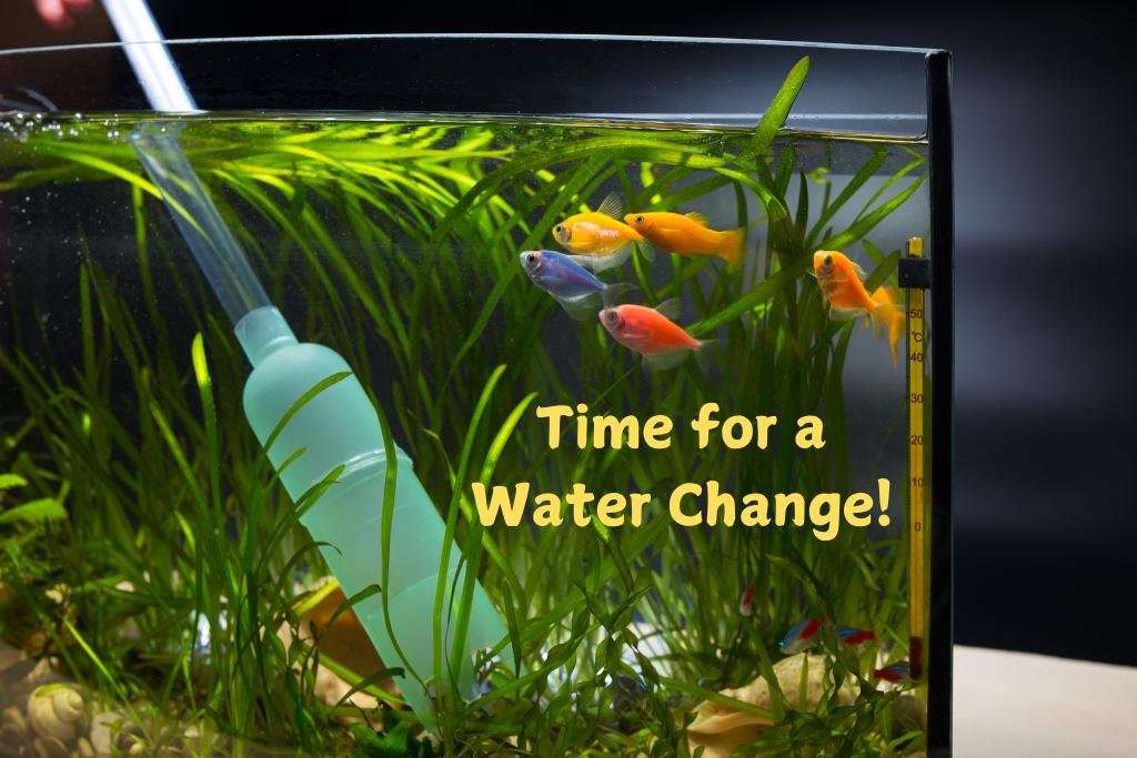 Time for a Water Change!